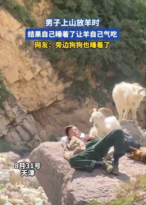 路人拍摄到放羊人午后时光 每帧都是生活的诗意