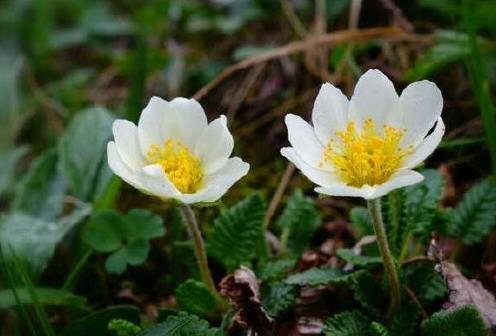 寒冷气候的象征，苔原上的标志性“神奇”植物——仙女木_新闻看看