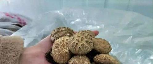 同样是香菇，“平滑”和“有裂口”哪个好！老菜农：区别很大
