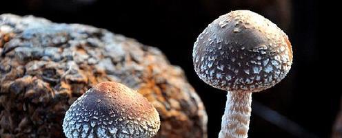大厨教你3种天然调味料，鲜香无添加，告别味精从现在开始！