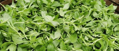广东人吃惯的6种野菜，外地人却不爱，营养丰富，吃了让人惊艳！