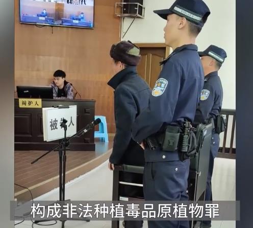 大爷种罂粟泡酒给牛喝被抓