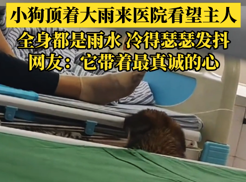 狗子跑到医院看望生病的主人 网友：它带着最真诚的心