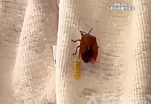 最近收衣服注意啦！臭屁虫的虫卵干万别用手直接触碰