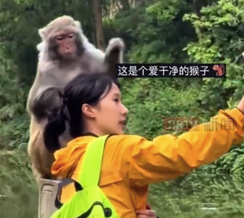 小猴帮忙拔刺嫌弃又卖力 网友：这就是我妈说的“眼里有活”