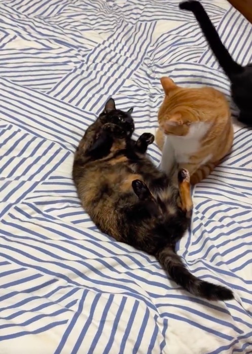 猫猫撒娇摔错方向 四目相对的一刻明显双方都很局促！