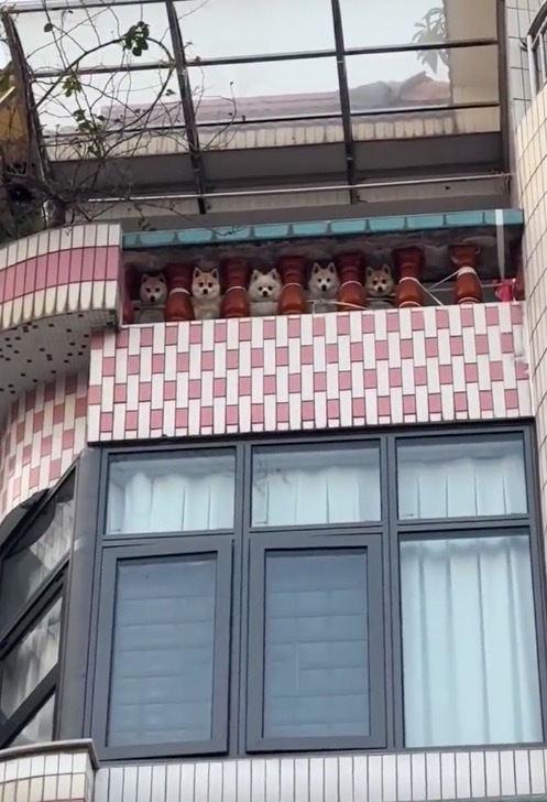 阳台上突然出现五个小狗头 网友赋予“阳台哨兵”称号