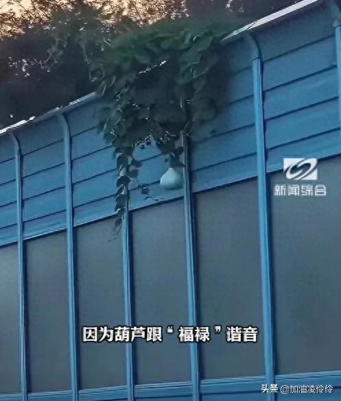 沈阳二环违停摘葫芦男子致歉 婚礼取消受罚