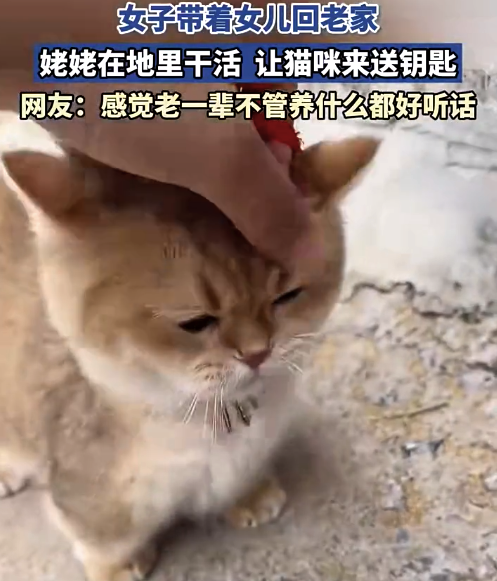 女子带着女儿回老家 姥姥在地里干活让猫咪来送钥匙