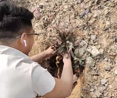 男子山上挖野菜挖到超大地黄 引网友忆童年