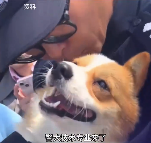 警犬技术专业大二发专属小狗 这专业谁看了不心动？