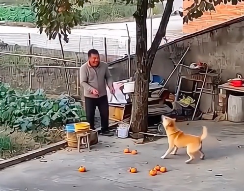 柿子掉落砸中狗头，狗狗愣神后怒咬主人