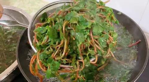 农村野菜藏秘密，马齿苋成护心宝，1盘饺子保健康？
