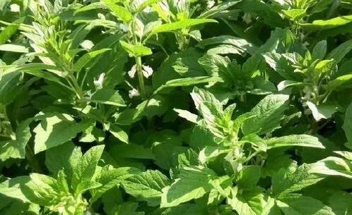 芝麻叶香过肉？河南人一碗面条吃3碗！咋做这么好吃？
