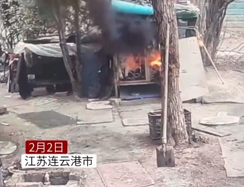 被烧死萨摩耶主人发声：邻居都很喜欢被烧死的萨摩耶