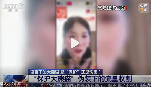 自媒体造谣大熊猫被虐待骗网友捐钱 假保护真敛财