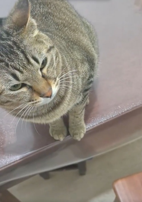 当你假装要打猫咪 猫咪眼睛都要眨抽筋了！