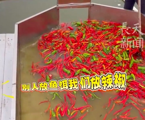 湖南一渔场用万斤辣椒喂鱼 养殖户：吃辣椒的鱼更肥壮 口感更好