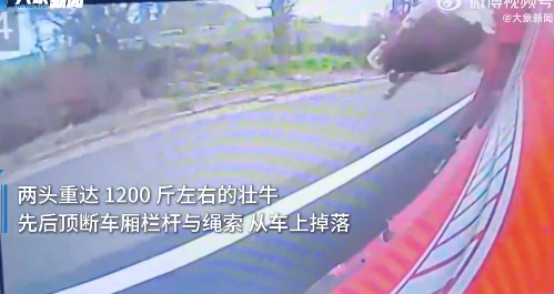 高速上两头千余斤重牛“越狱”掉落，司机：2小时完成施救，以后不再运牛 