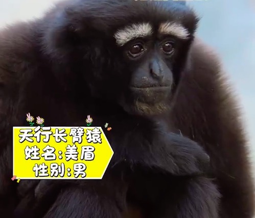 北京动物园白眉大侠这反差感绝了