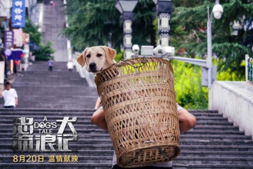《忠犬流浪记》8月20日全国公映 搜救犬叮当真实原型改编引期待