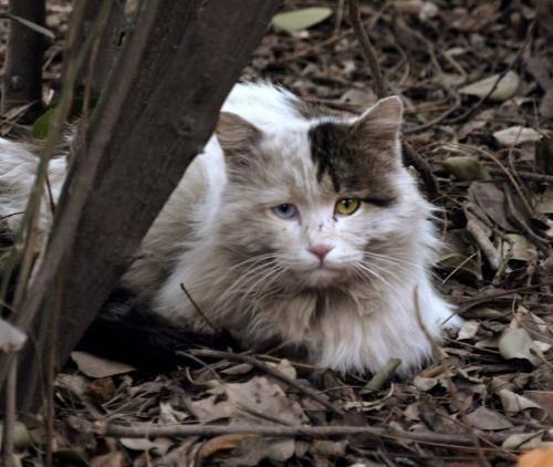 猫猫们要努力熬过早到的冬天 60%流浪猫熬不过寒冬