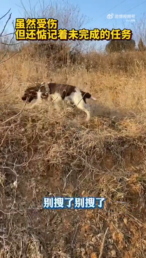 警犬满脸是血坚持工作