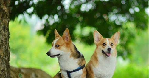女子被狗绊倒摔成瘫痪 家属向犬主索赔260万，法院判了