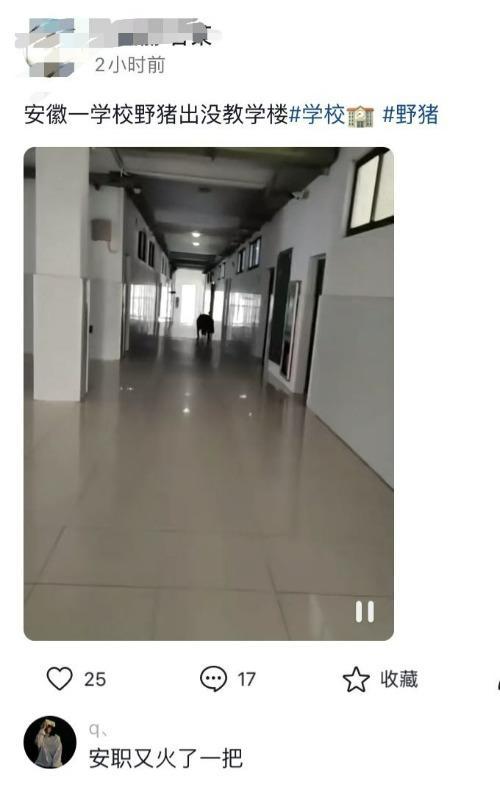 合肥一职院教学楼出现野猪！派出所：接警后到场寻找 未发现踪迹