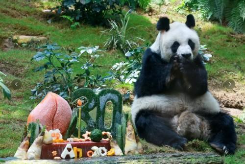 新一对大熊猫将在今年定居香港 续写港陆情深篇章