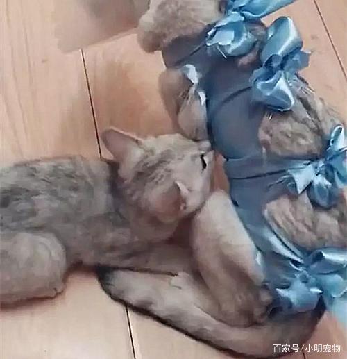 小猫两个月没断奶猫妈被穿断奶服 为宠物设计的东西越来越多了