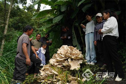 云南昌宁县发现直径近1米巨型口蘑 将成为标本展示