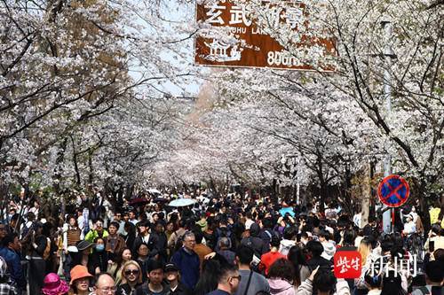 南京雞鳴寺櫻花大道開啟人人人模式 春意盎然賞花潮