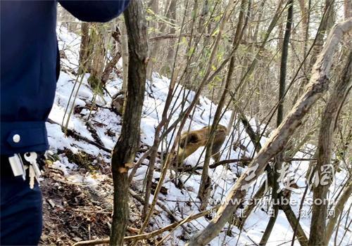 湖北保康警民联手救助受困猕猴 成功解救并抓获嫌疑人