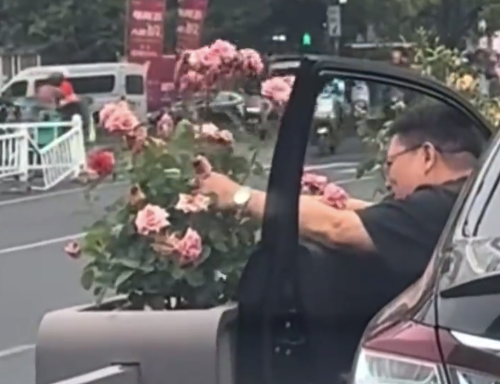 小伙为省钱在绿化带摘花送媳妇 网友：520浪漫全靠绿化带赞助