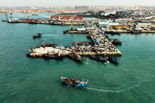 青岛城阳蛤蜊采收船纷纷靠岸，码头一派繁忙