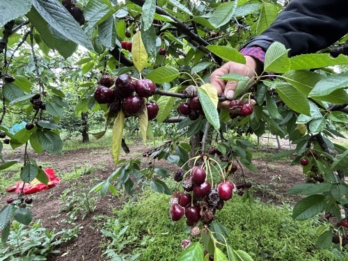 赵大娘家的果园,还有一批晚熟的果子陕西露地栽培的早熟樱桃品种有"早