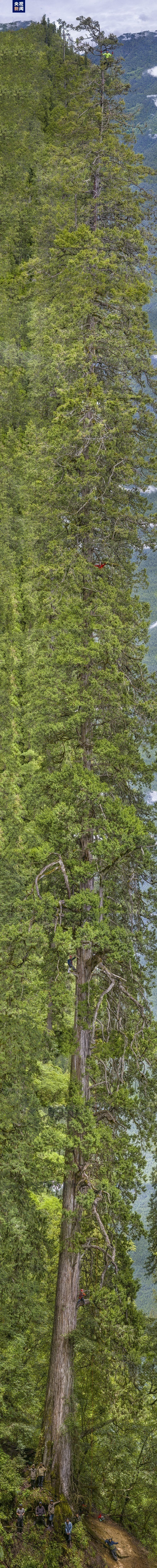 藏南柏木巨树群落综合科考完成 发布2棵巨树等身照