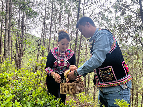 “菌乡易门寻鲜记”主题旅游线路等你来体验