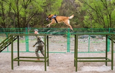 信任+默契+苦练！直击火箭军某部军犬集训现场