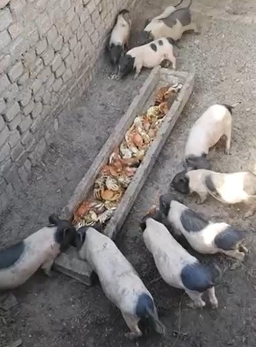 天津一小伙给家养小猪喂螃蟹海鲜：都是自家养的 没考虑成本