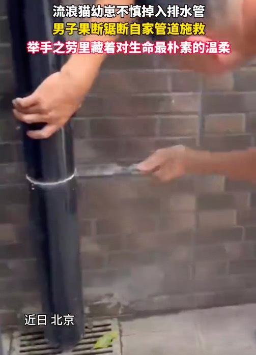 男子锯断自家管道救出被困小猫 比起维修费它的命更重要