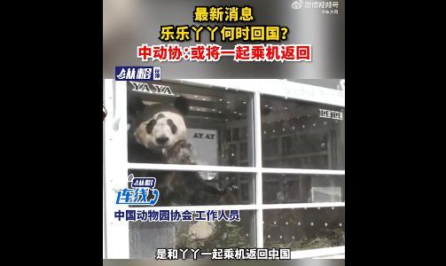 北京动物园：已准备好迎接大熊猫丫丫 将会针对它的皮肤病治疗  期待“丫丫”回家  