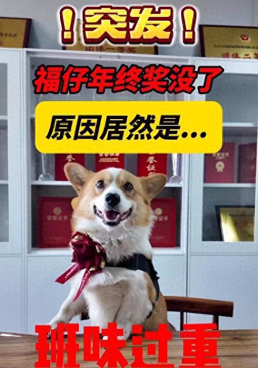 警犬福仔年終獎(jiǎng)是一枚大紅花