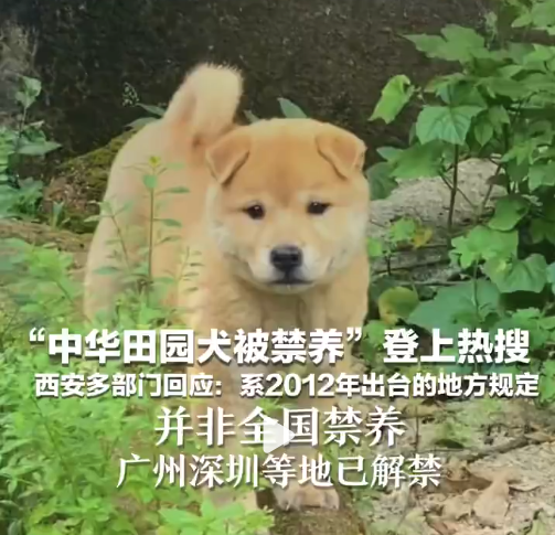 网传全国禁养犬名单是误读？多部门回应：系2012年出台的地方规定 并非全国禁养 