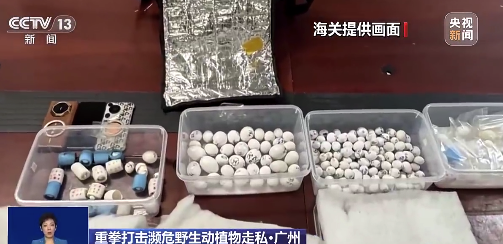 200多枚濒危鹦鹉蛋被冲进厕所 下水道救回鸟蛋孵出37只鹦鹉 