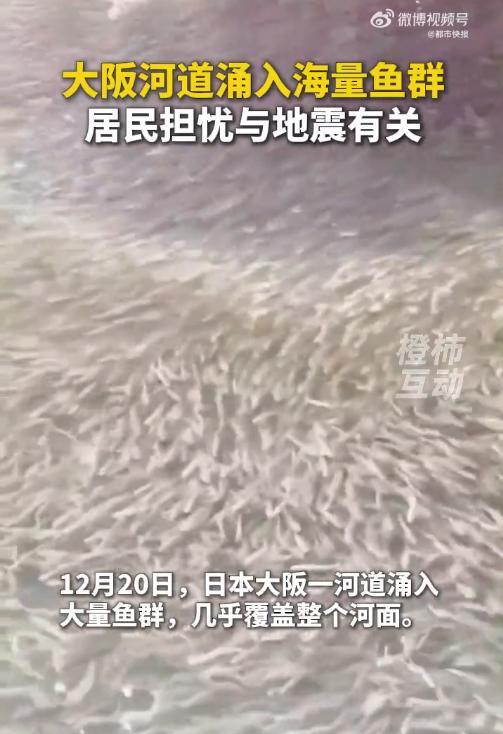 日本大阪河道现大量鱼群居民担忧地震
