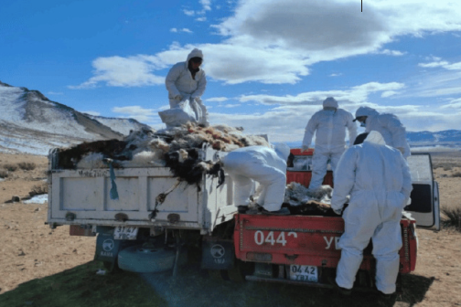 极端天气导致蒙古国超10%牲畜死亡 损失数量或升至1490万头