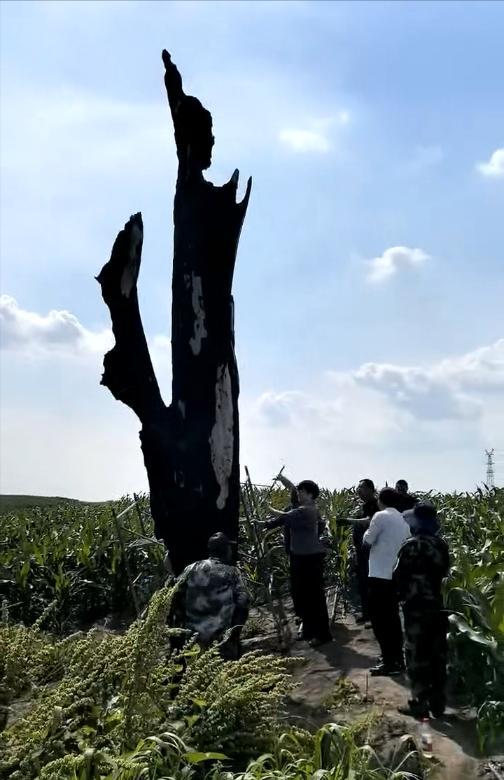 黑龙江400年古树被村民烧毁