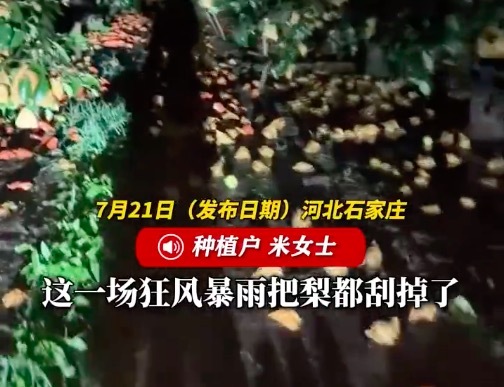 河北狂风暴雨10亩梨被吹落过半:一年白干